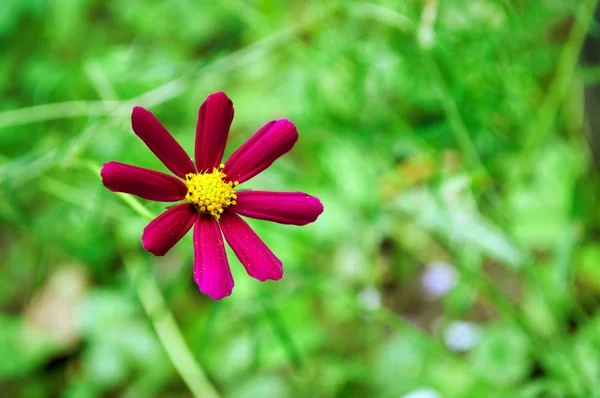 Темно-красный казачий цветок в саду . — стоковое фото