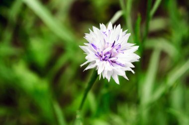 Yeşil çim bulanık bir arka plan üzerinde beyaz mor cornflower.
