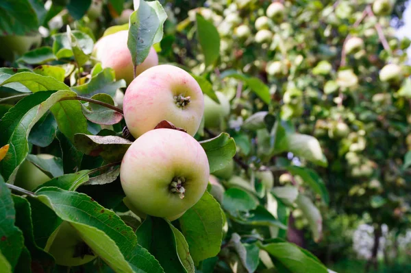 Maçãs maduras em uma árvore de maçã em um jardim em um jardim . — Fotografia de Stock