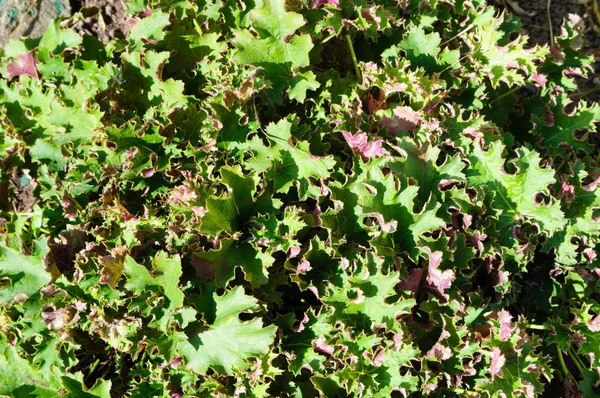 Decoratieve groene Tetragonia bladeren in de tuin. — Stockfoto