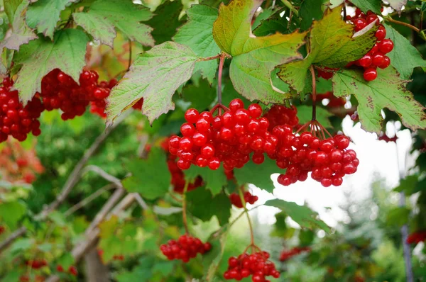 Bahçede olgun viburnum çilek Demet.
