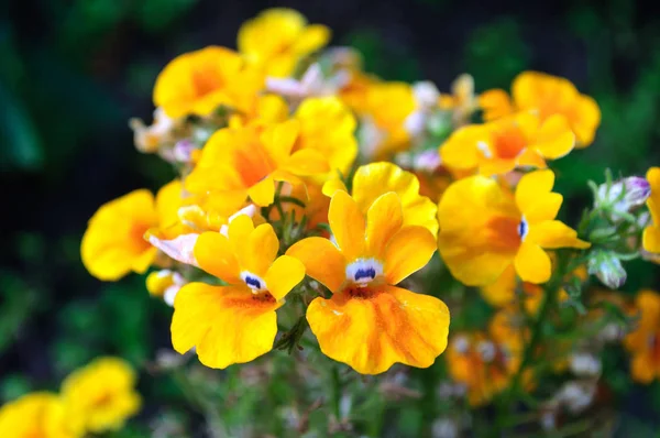 Gelbe orangefarbene Nemesia-Blume im Garten. — Stockfoto