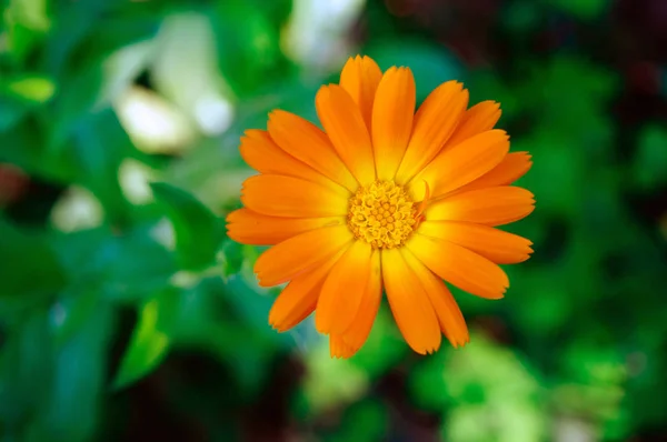 Orange calendula flower on blurred green foliage background. — Stock Photo, Image