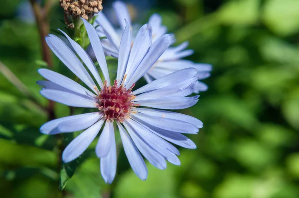 Blue Chamomile Aster on a blurred background of green grass. — Stock Photo, Image