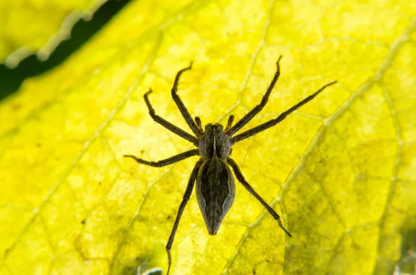 Aranha em uma folha amarela no jardim . — Fotografia de Stock