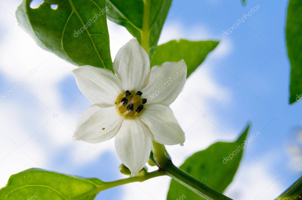 White pepper flower on blue sky background.
