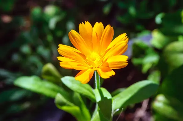 Leuchtend orangefarbene Ringelblume im Garten. — Stockfoto