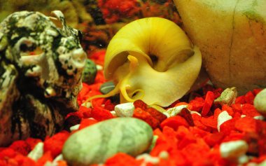 Snail ampulyarii in the aquarium, Pomacea bridgesii. clipart