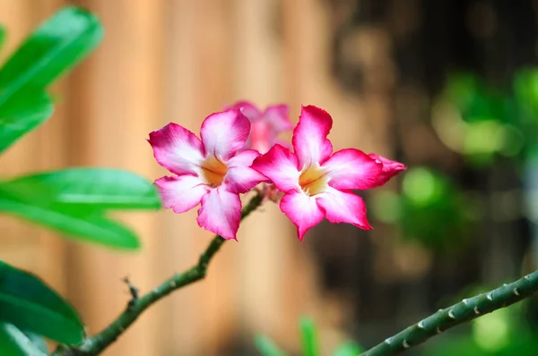 Heiße rosa Adeniumblüte im Garten. — Stockfoto