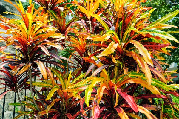 Feuilles de croton multicolores lumineuses dans le parc . — Photo