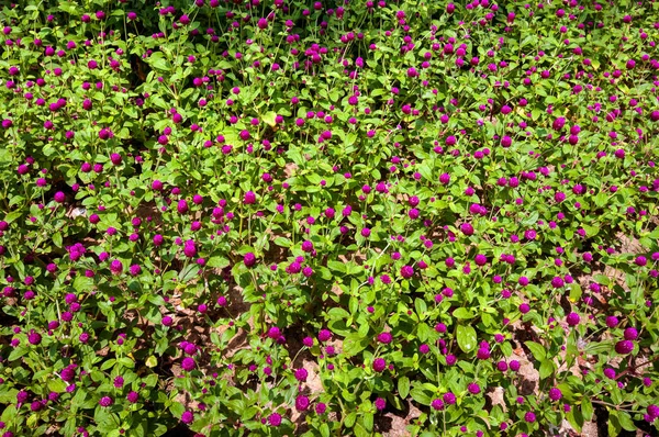 Gomphrena fleurs violettes dans le jardin d'été . — Photo