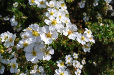 Beyaz çiçekler potentilla fruticosa manchu bahçede.