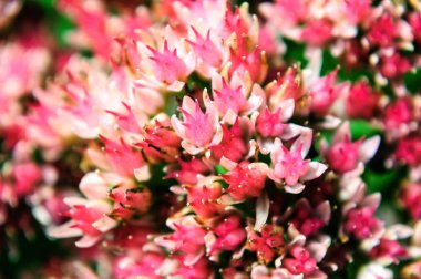 Bahçede pembe Sedum çiçek üst görünümü.