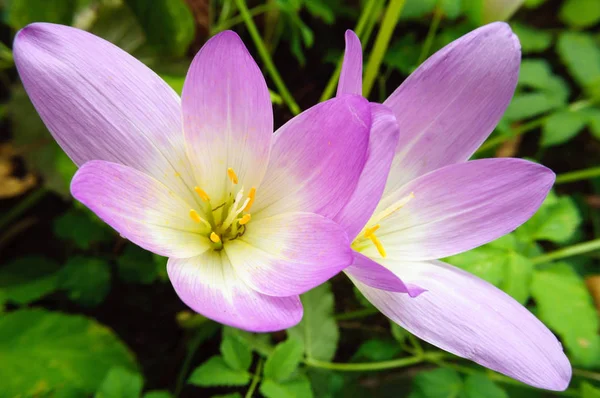Zwei blass lila Colchicum Blüten im Garten. — Stockfoto