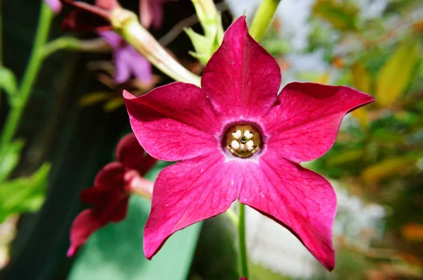 Rote duftende Tabakblume im Garten. — Stockfoto