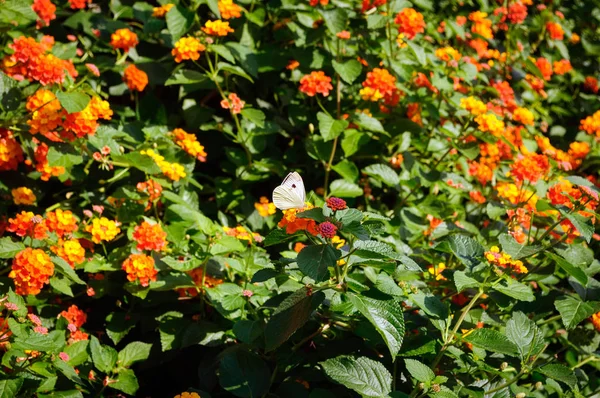 Borboleta bonita branca em flores de laranja lantana . — Fotografia de Stock