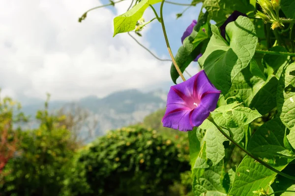 Lila Blume ipomoea im Sommergarten. — Stockfoto