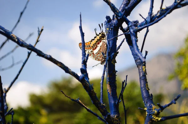 정원 의건 조 한 나뭇가지에 앉아 있는 나비. — 스톡 사진