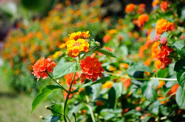 Fleurs orange Lantana dans le jardin d'été . — Photo