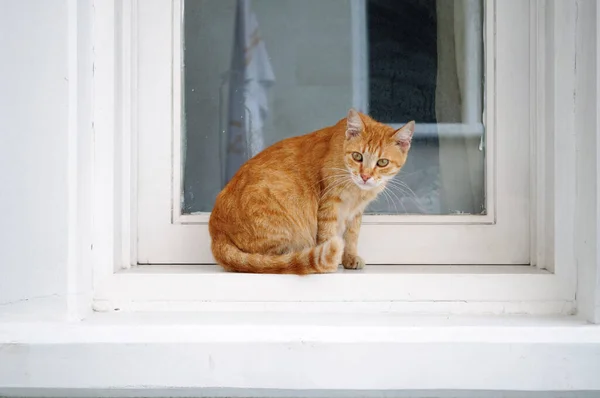 Liten röd katt sitter på fönstret. — Stockfoto