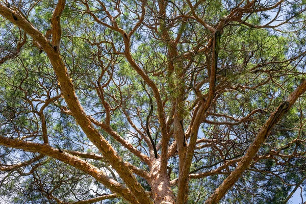 Çam Ağacı Kaplamasının Alt Manzarası Arka Plan — Stok fotoğraf