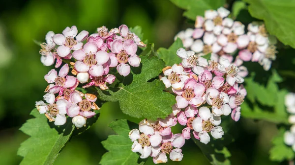 Pink Hawthorn Blooming Garden — Stock Photo, Image