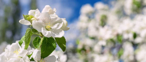 Fiore Mela Bianca Nel Giardino Sfondo Sfocato — Foto Stock