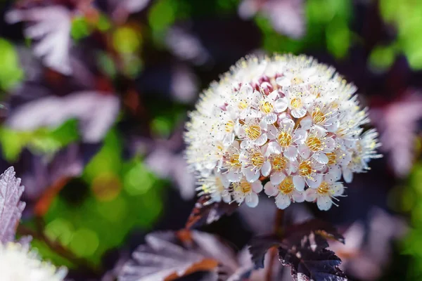 Bahçede beyaz fisocarpus çiçekleri.