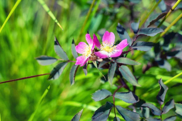 Fleurs brillantes Rosa glauca dans le jardin. — Photo