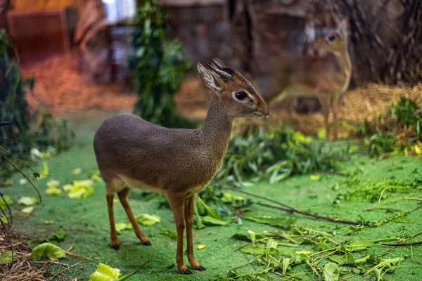 Un pequeño antílope Dik Dik, profundidad de campo poco profunda . — Foto de Stock