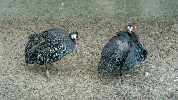 Gray-mottled guinea fowl in the village yard, selective focus. — Stock Photo, Image