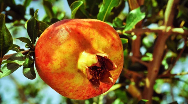 Roter Granatapfel Auf Dem Baum Kreta Griechenland — Stockfoto