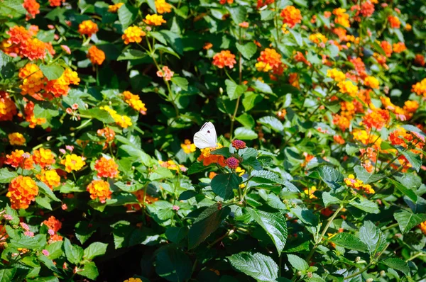 Papillon Blanc Sur Fleurs Orange — Photo