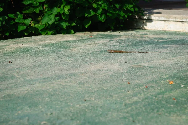 Brown Lizard Track — Stock Photo, Image