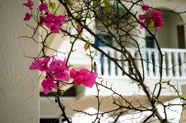 Fleurs Rouges Sur Fond Garde Corps Blanc — Photo