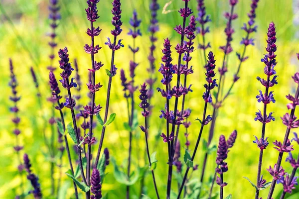 背景模糊的紫色鼠尾草花 有选择的焦点 — 图库照片