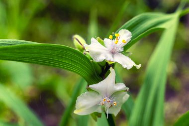 Tradescantia 'nın beyaz çiçeği yaz bahçesinde, seçici odak.