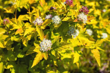 Bahçedeki Physocarpus opulifolius Luteus çiçekleri, arka plan.