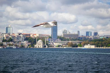 İstanbul, İstanbul ve Türkiye 'nin üzerinde beyaz bir martı uçuyor.
