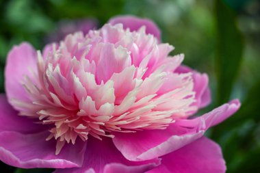 Bahçede pembe şakayık.