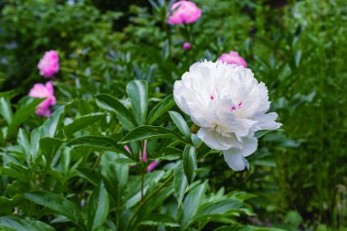Yaz bahçesinde güzel beyaz şakayık, arka plan.