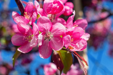 Bahçedeki kayısı çiçeğini kapat, seçici odaklan..