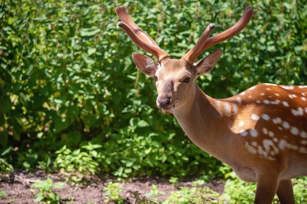 Venado Manchado Fondo Follaje Verde Enfoque Selectivo — Foto de Stock