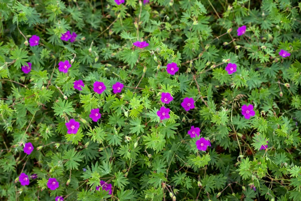 Fleurs de géranium violet dans le jardin d'été. — Photo
