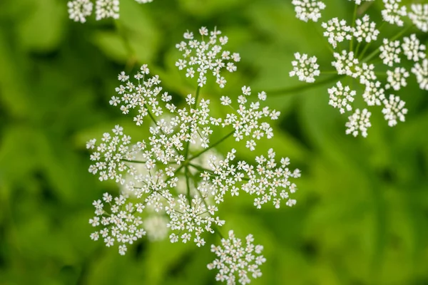 Bulanık bir arkaplanda Aegopodyum podagraria 'nın beyaz kızılötesi görüntüleri. — Stok fotoğraf