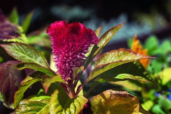 Red flower Celosia argentea in the garden. — Stock Photo, Image