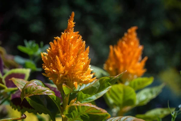 Fleur orange Celosia argentea dans le jardin. — Photo