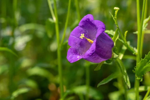 Close up viola Campanula medium in giardino. — Foto Stock