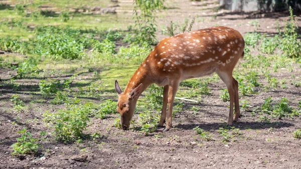 雌の斑点のある鹿が草を放牧し 選択的な焦点 — ストック写真