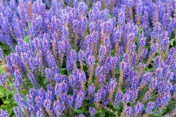 Salvia Bleue Fleurit Dans Jardin Été Fond — Photo